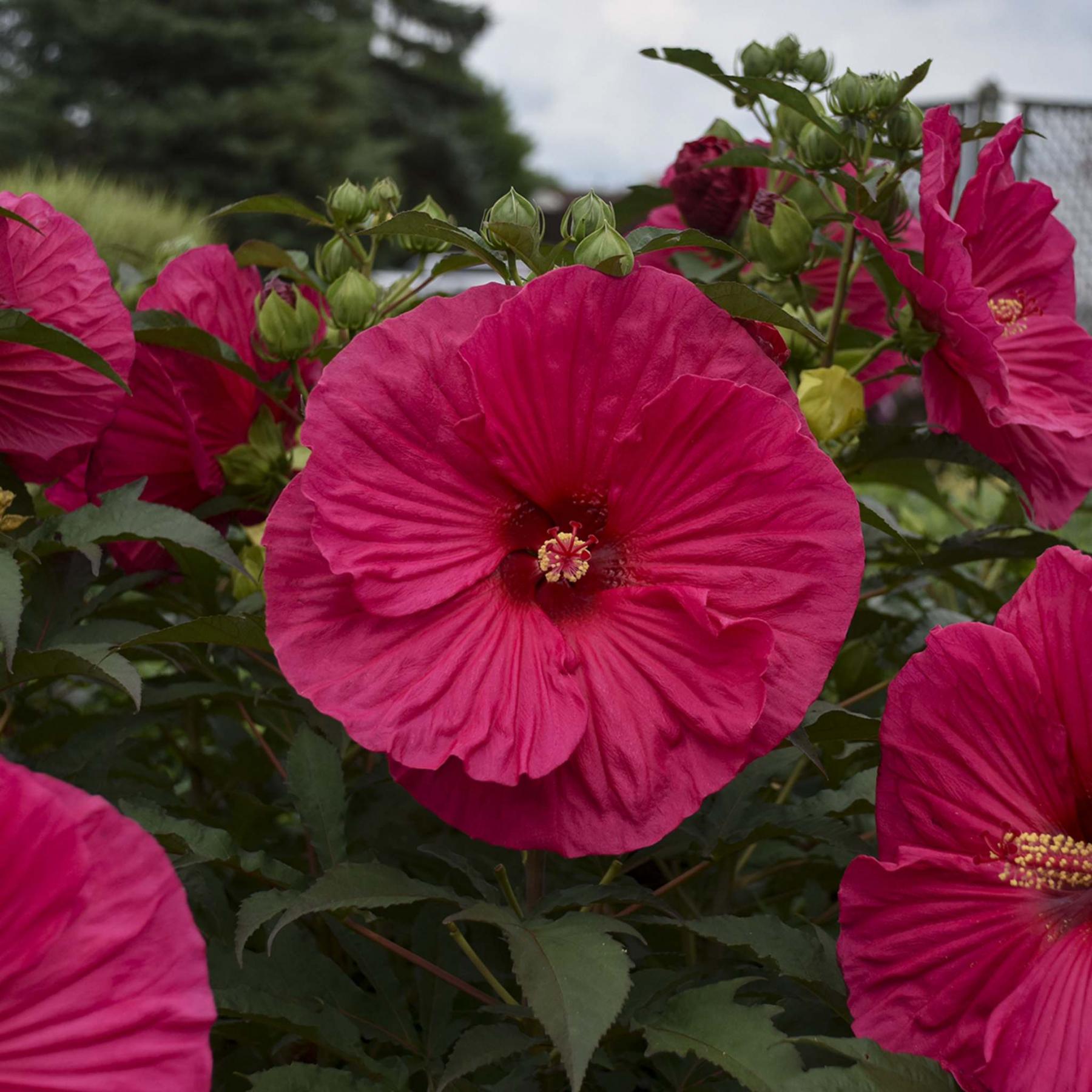 Rose mallow's time to shine. 