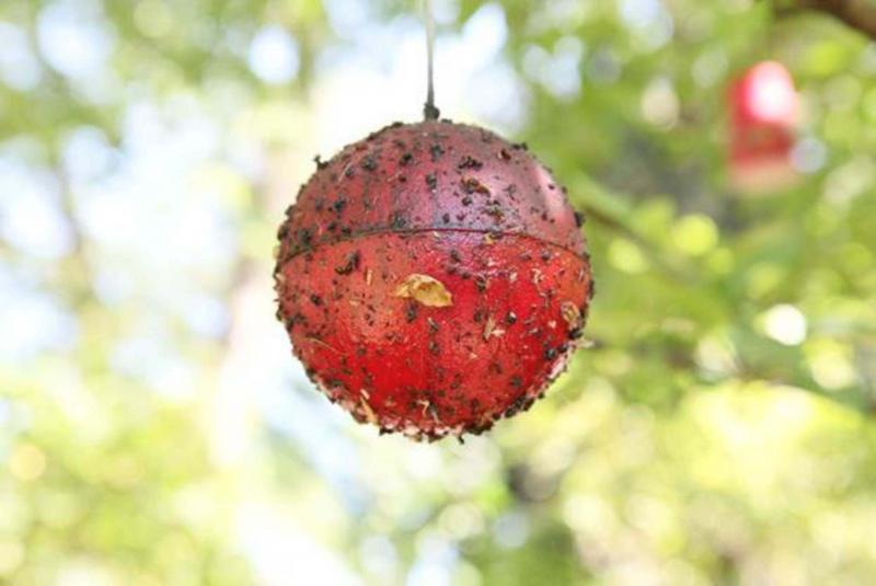 apple fly trap