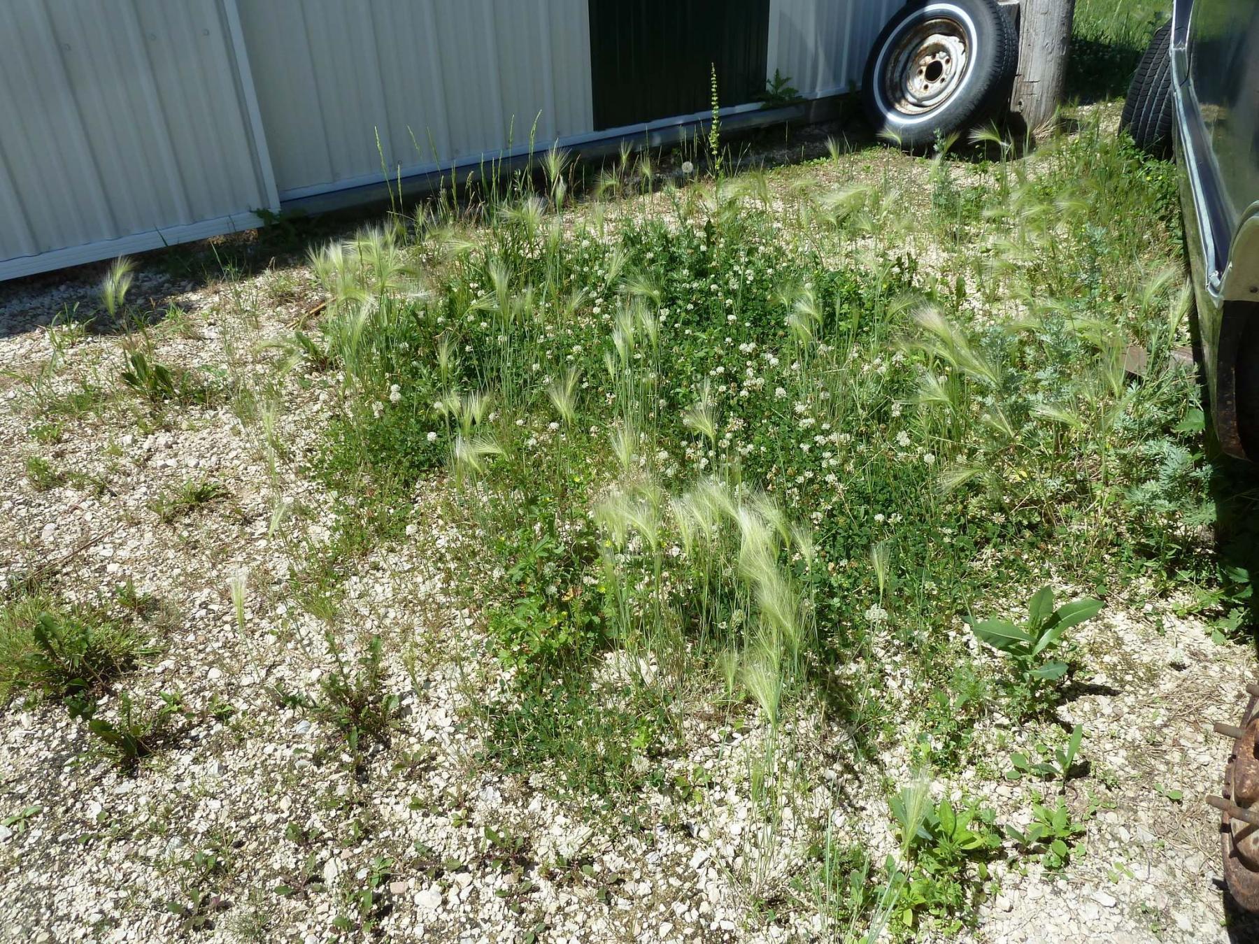 <p>Laurie Mustard / Winnipeg Free Press</p><p>Laurie Mustard is planning to try several home remedies to kill the weeds that are taking over his driveway.</p>