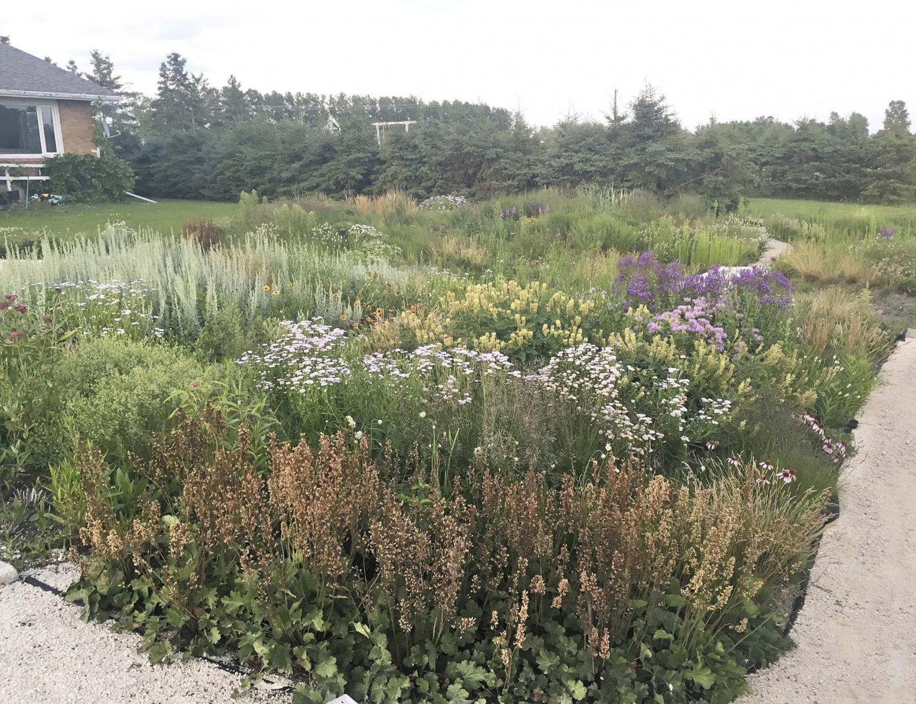 <p>Prairie Flora</p><p>Drifts of native plants flourish on this turf-free residential boulevard.</p>