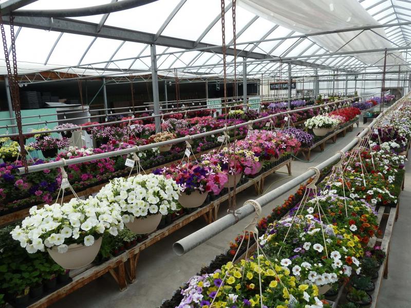 <p>Laurie Mustard / Winnipeg Free Press</p><p>K. Bosch &amp; Sons Greenhouses have thousands of gorgeous plants for you to spruce up your home and garden with, some of which can even be planted before the frost has completely left for the season.</p>