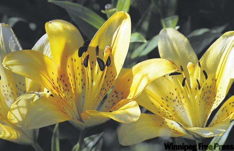 PRAIRIE GARDENER: Languishing lilies; irises that won't ...