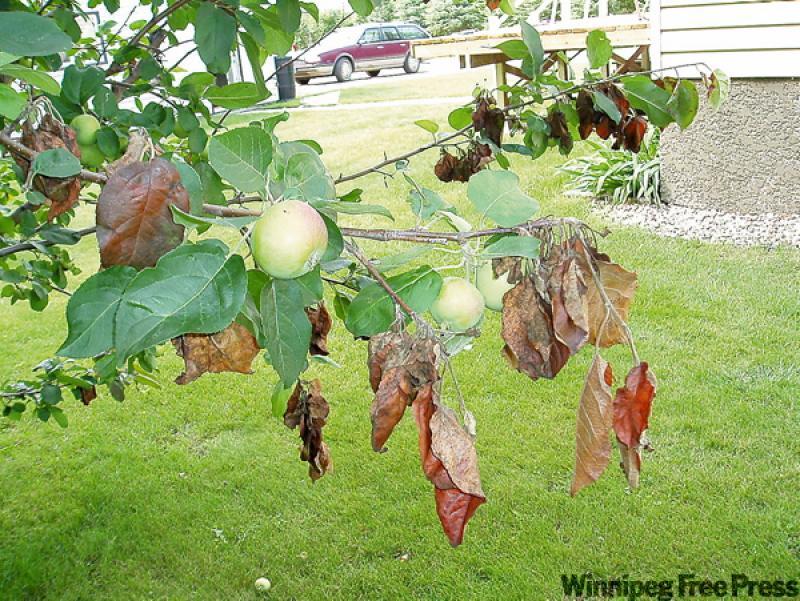 Apple tree is afflicted by fire blight disease, more common now due to our wet summer.