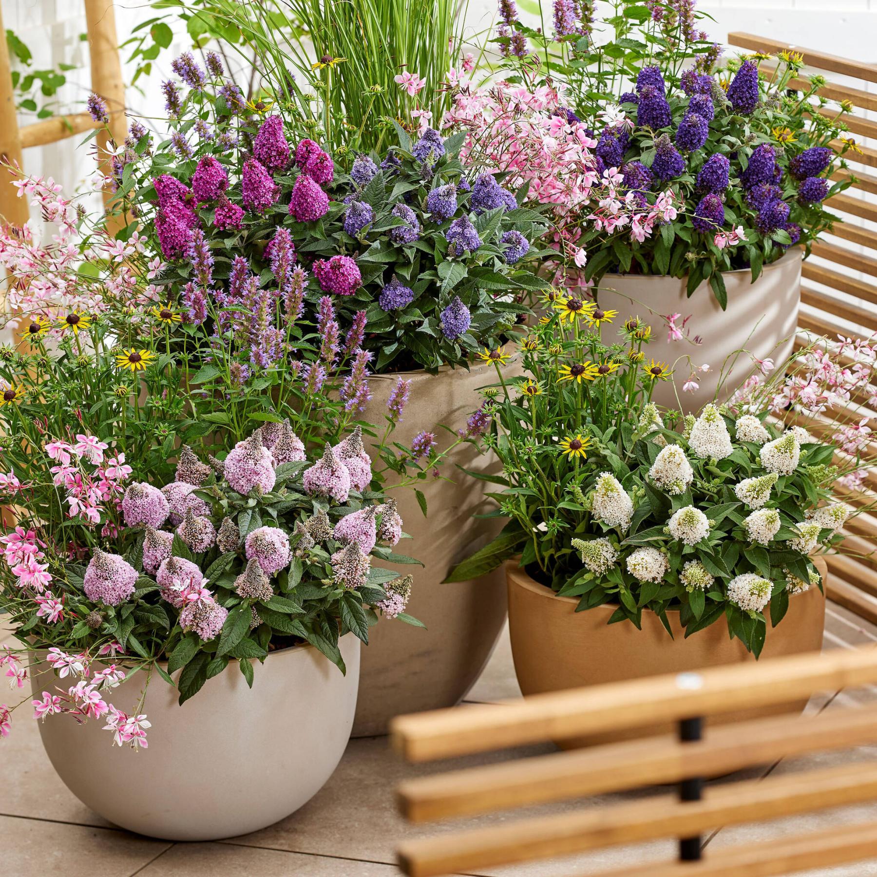  <p>Plantipp B.V. photo</p>
                                <p>Meet the family. There are five different colours in the new Buddleia Little Rockstars collection.</p> 