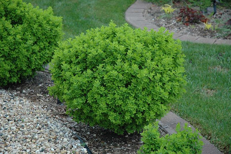 <p>Ron Paul Garden Centre</p><p>Caragana, available as a hedge or a globe (as pictured), is a dense shrub that controls ground-level winds and traps snow very effectively, according to Agriculture and Agri-Food Canada.</p>