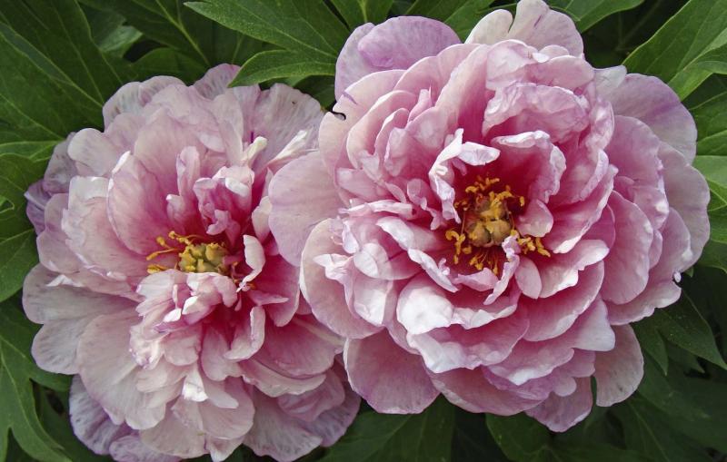 Diva plants that dominate our gardens Winnipeg Free Press Homes