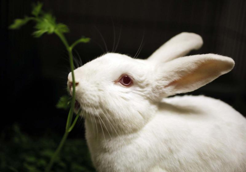 <p>Damian Dovarganes / The Associated Press Files</p><p>Is there a rabbit tunnelling under your carport? It&rsquo;s important to get them out and properly fix the affected area.</p>