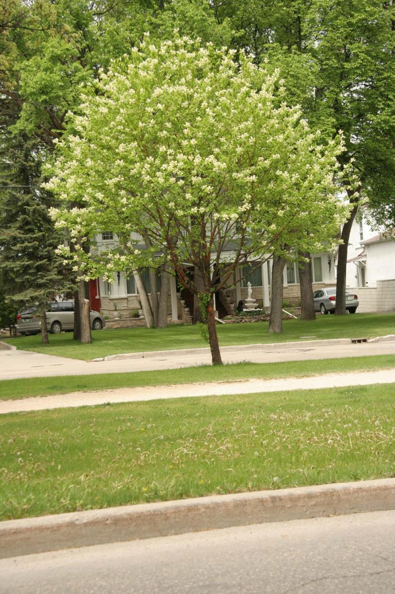 <p>Michael Allen / Winnipeg Free Press</p><p>Amur choke cherry in flower.</p>