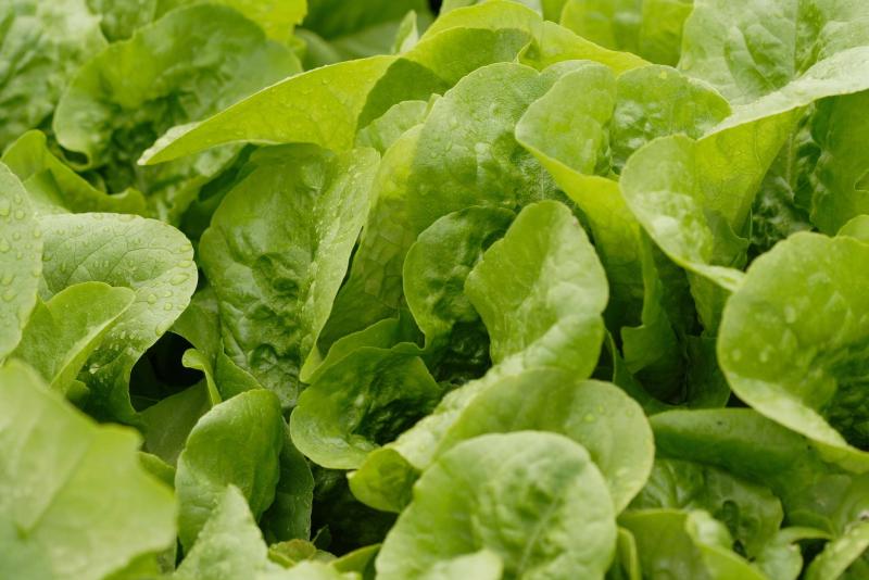 <p>West Coast Seeds</p><p>Did you hear that? It's Buttercrunch lettuce.</p>