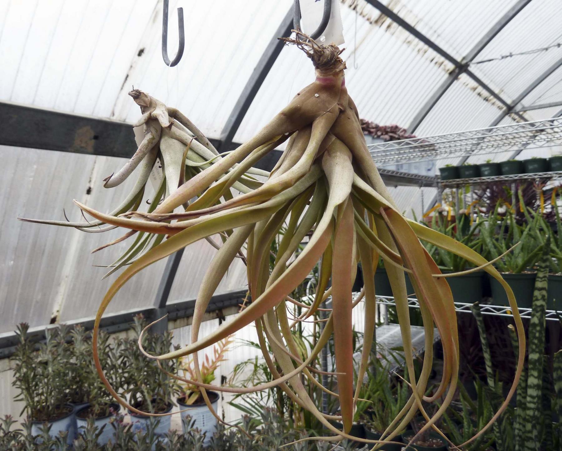 <p>Laurie Mustard / Winnipeg Free Press</p><p>The official name is Tillandsias, and air plants are low maintenance and fun to grow. </p>