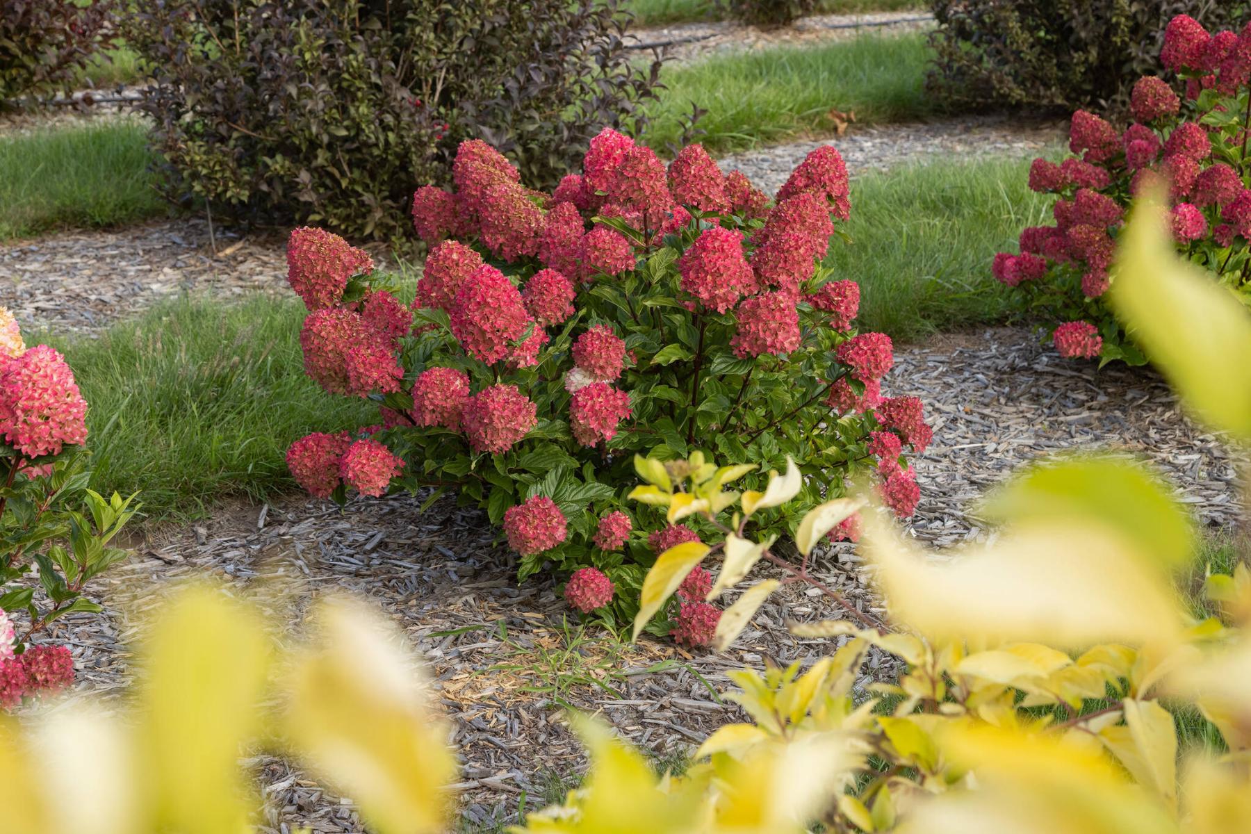  <p>First Editions Shrubs &amp; Trees</p>
                                <p>New for 2026, early-to-bloom First Editions Spring Sizzle Panicle Hydrangea will look smashing in garden beds or patio containers.</p> 