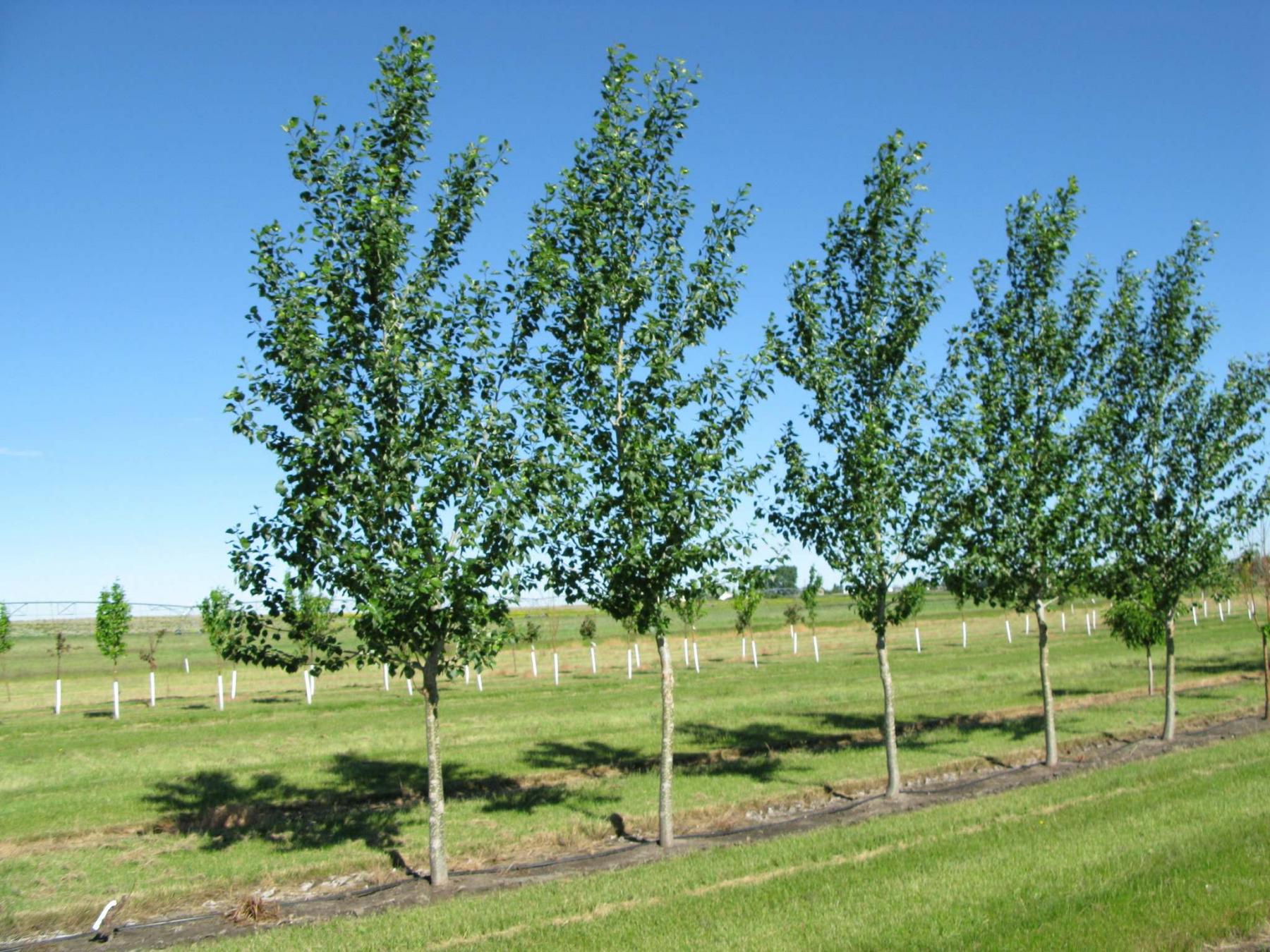 The man who would plant trees - Winnipeg Free Press Homes