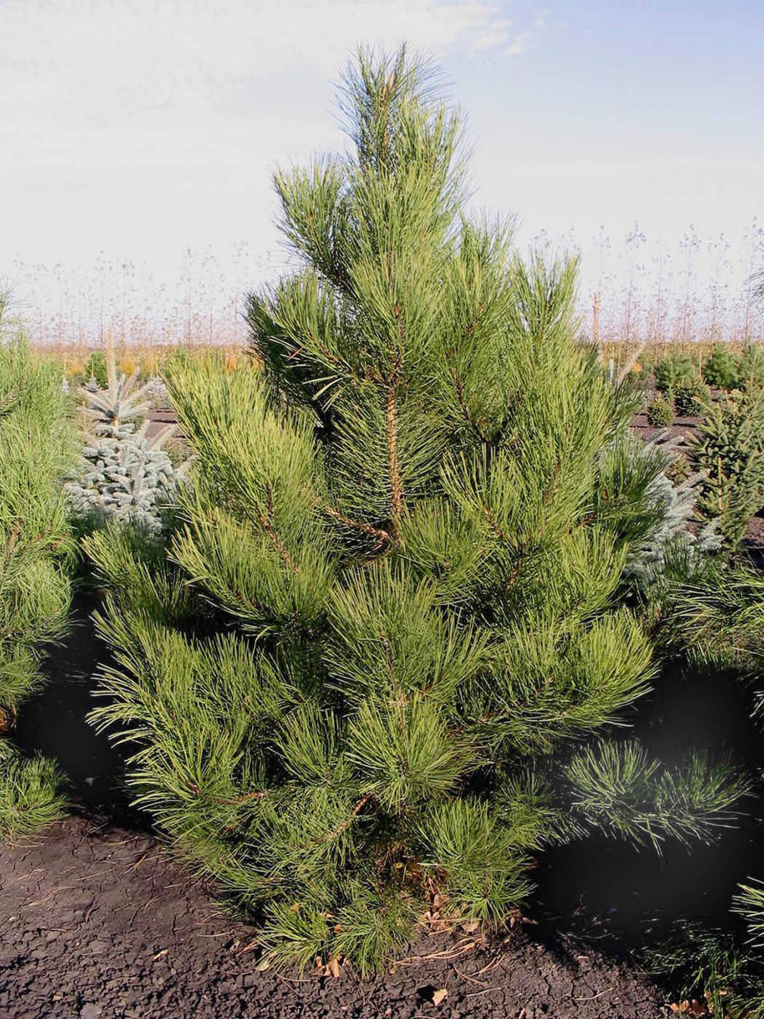 <p>Shannon Oaks Tree Farm</p><p>A three-needled pine, Ponderosa pine is a mighty big but slow-growing conifer.</p>