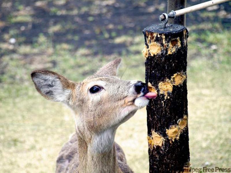 Wildlife, such as deer, are frequent visitors in cottage country.. 