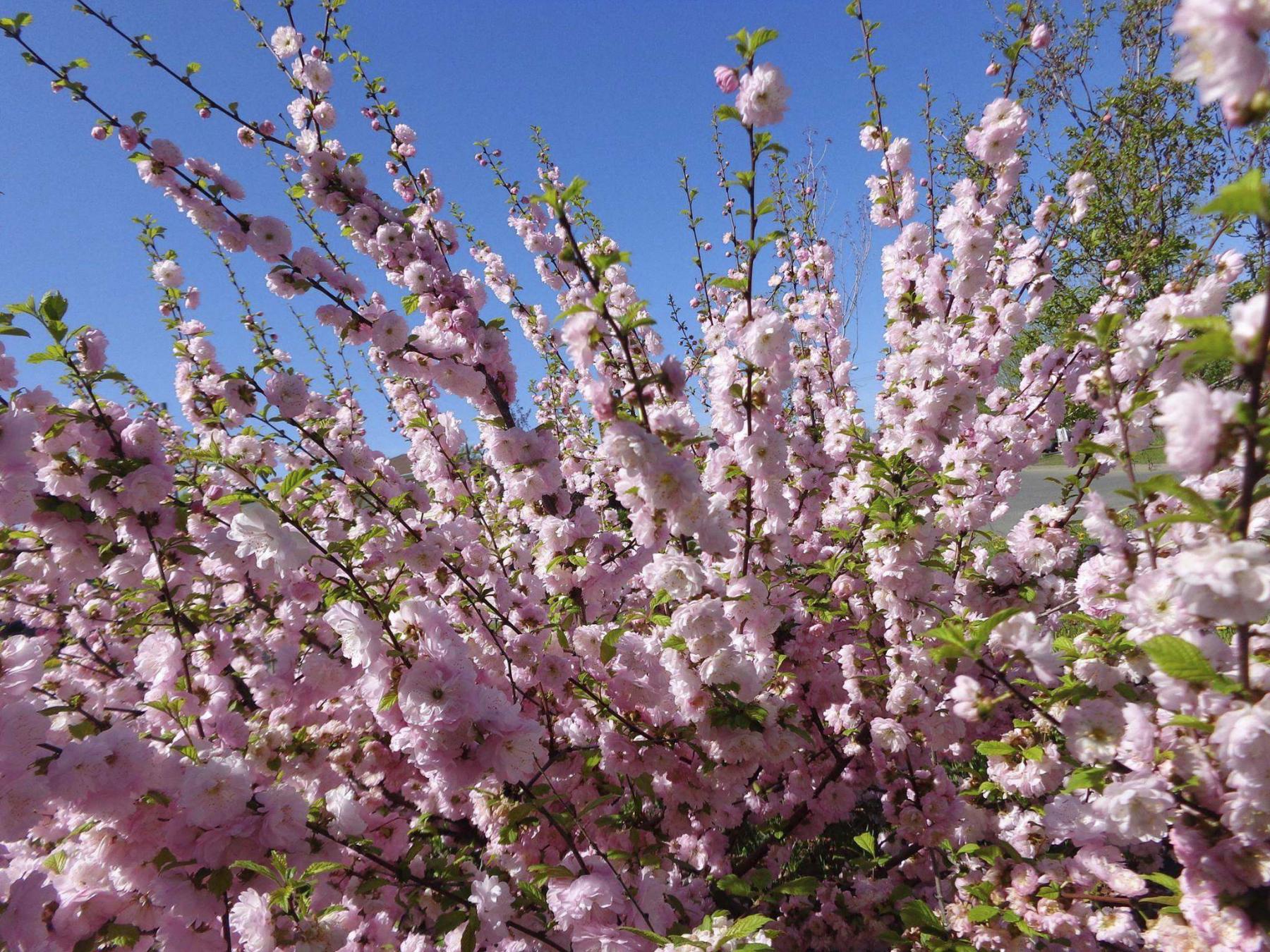 <p>Creekside Nursery</p><p>The Muckle plum produces loads of pink blooms, but no fruit.</p>