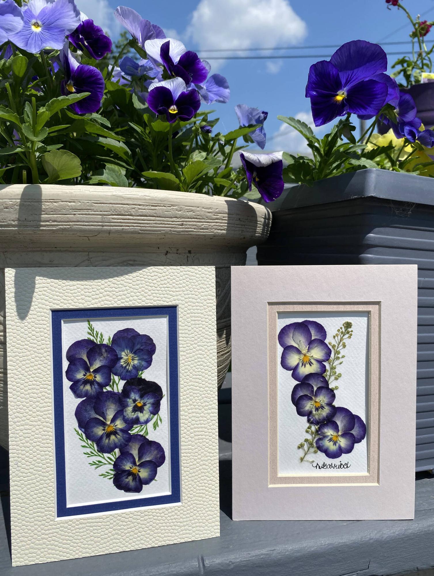  <p>Mavis Garrioch photo</p>
                                <p>Container-grown pansies provide a nearly endless source of fresh flowers for pressing and drying.</p>
                                <p>Mavis Garrioch photo</p>
                                <p>Container-grown pansies provide a nearly endless source of fresh flowers for pressing and drying.</p> 