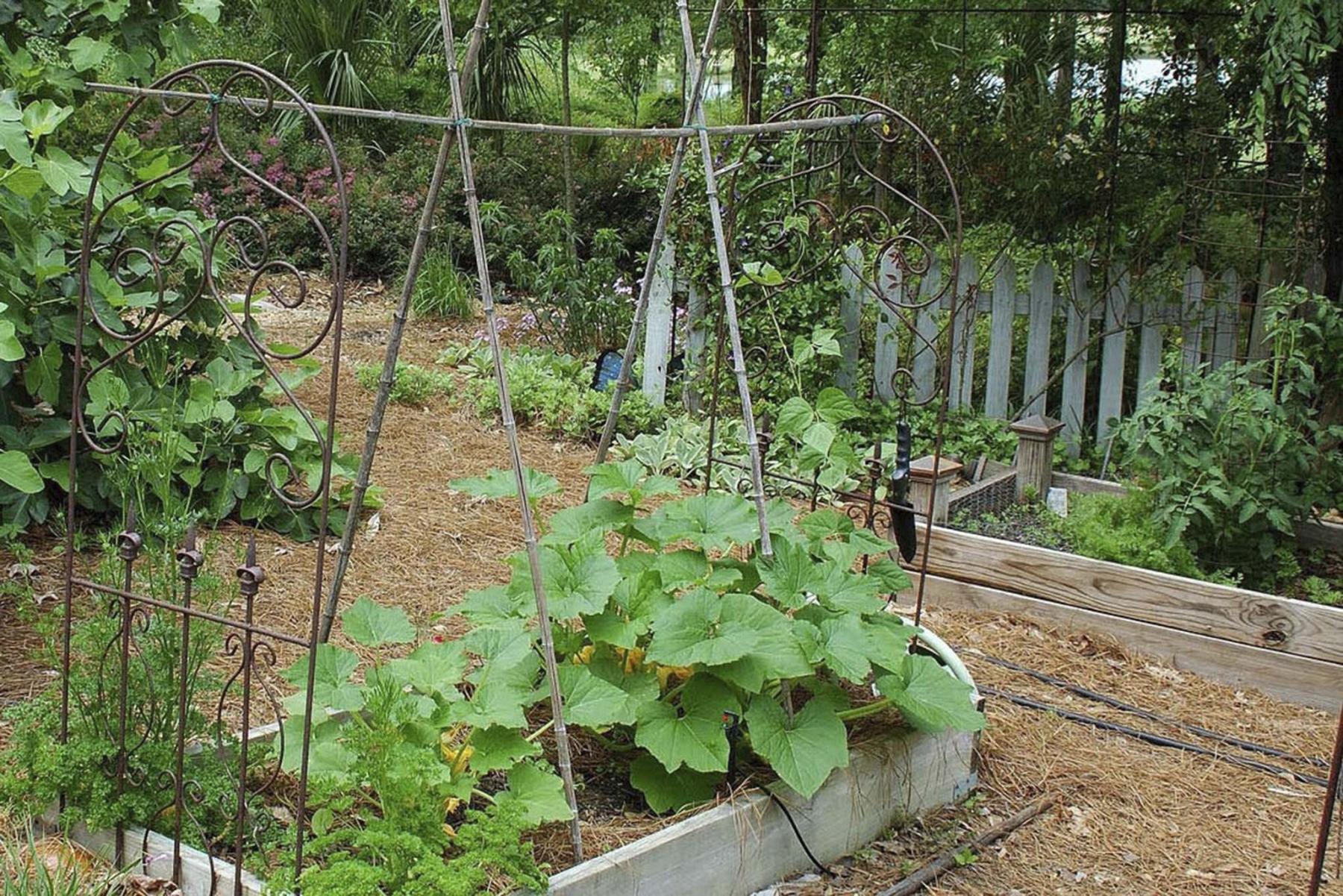 <p>Photos by Norman Winter / TNS</p><p>Small garden boxes are perfect to tend without actually getting in the soil and causing it to compact. </p>