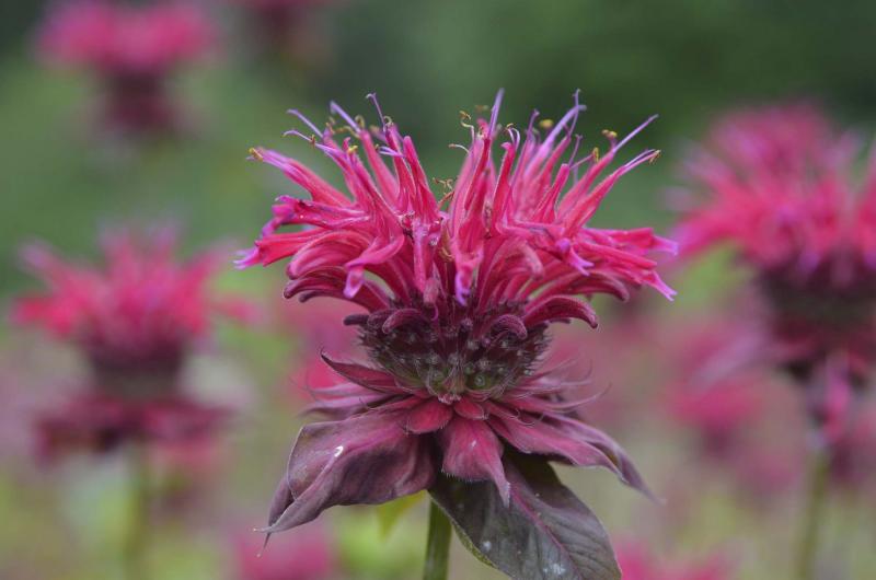 <p>MOUNT CUBA CENTER</p><p>The monarda, or bee balm, variety named Judith’s Fancy Fuchsia scored in the top 10 of 40 evaluated by horticulturists at Mount Cuba Center in Hockessin, Del.</p>