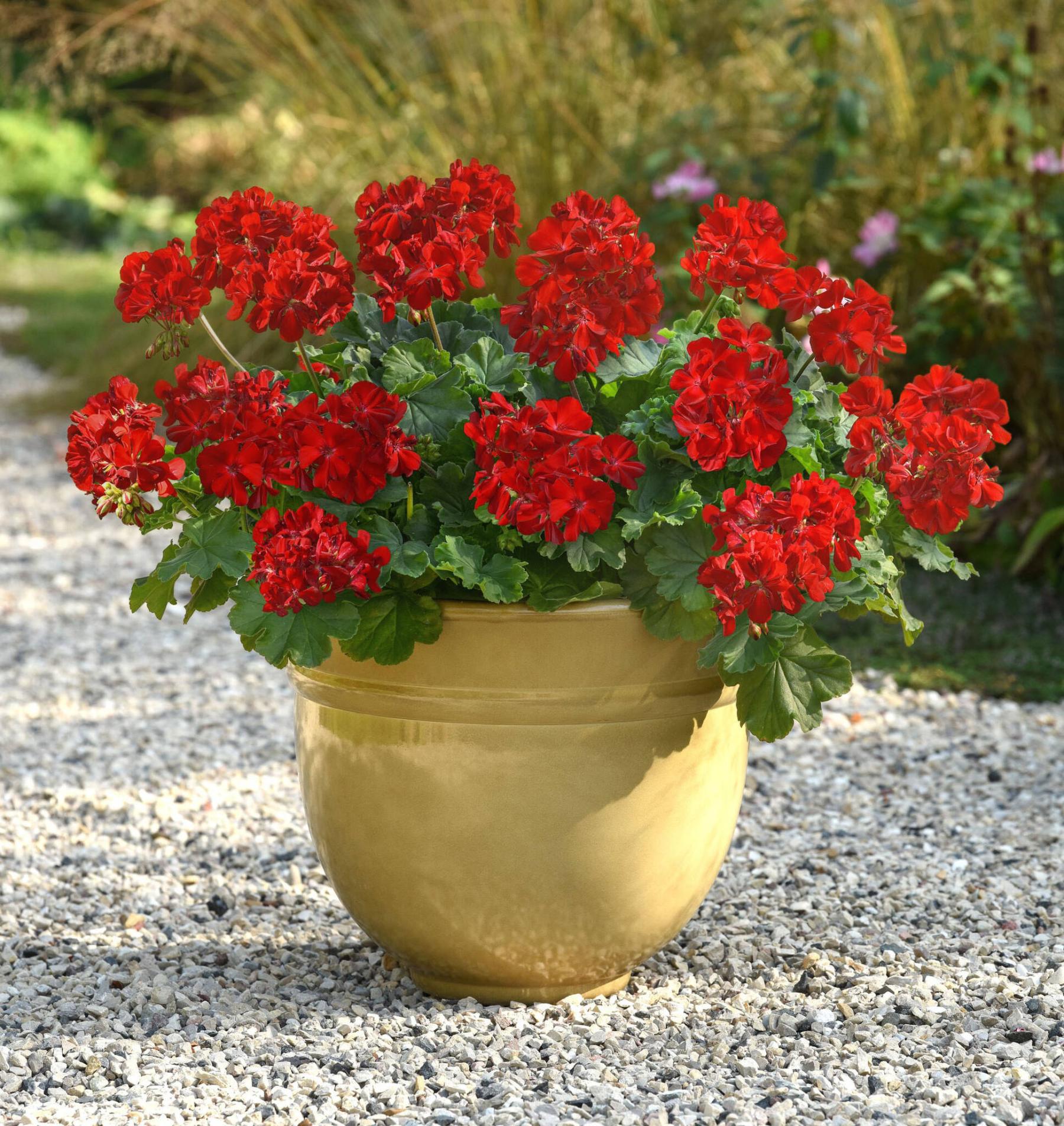  <p>Ball Horticultural photo</p>
                                <p>New for 2025, Solera Dark Red is an interspecific geranium that blooms all summer long.</p> 