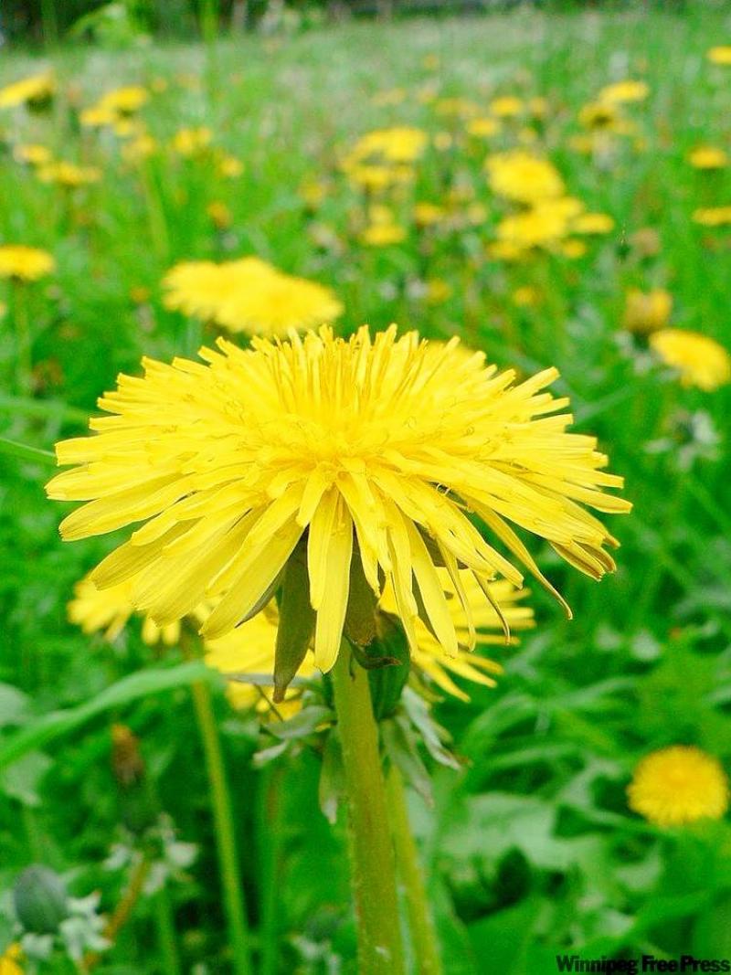 SOLUTIONS Turn compost regularly to destroy dandelion seeds Winnipeg