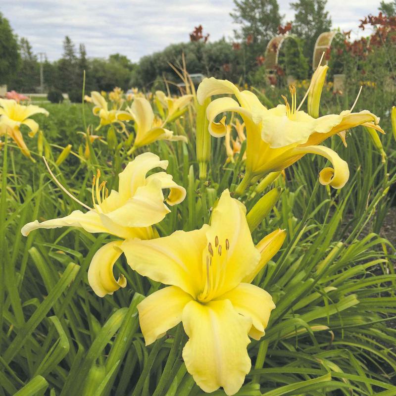 Sunrise Serenade will be among the many plant divisions at the Beausejour Daylily Gardens fall plant sale.