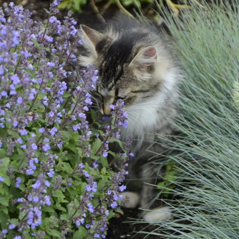 <p>Walters Gardens Inc.</p><p>Purrsian Blue catmint, a hardy zone 3 perennial, is purrfectly lovely in containers. In fall, plant it in your garden.</p>