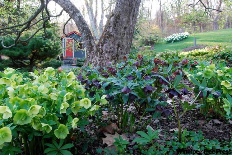 Detail of Helleborus orientalis under apples at the garden of Margaret Roach. 
