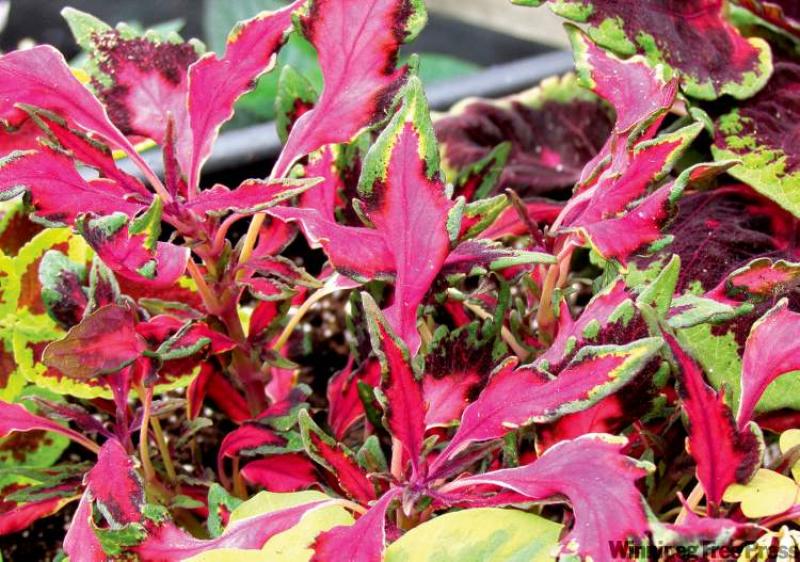 For foliage interest, look for Pink Chaos coleus. Plant this multi-coloured bright pink and mint green coleus in part sun.