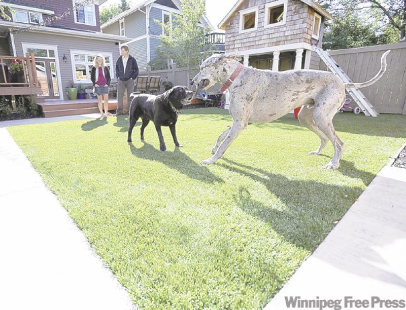 The Powell family had to replace the grass in their backyard almost yearly because of damage done by their dogs. Now, they can watch the dogs frolic with smiles on their faces after installing artificial sod.
