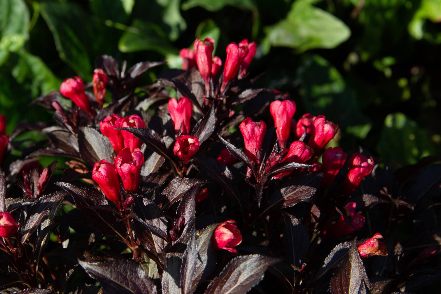 <p>Photos by Bloomin&rsquo; Easy</p><p>Electric Love is the first weigela shrub to contrast deep red flowers with dark foliage.</p>