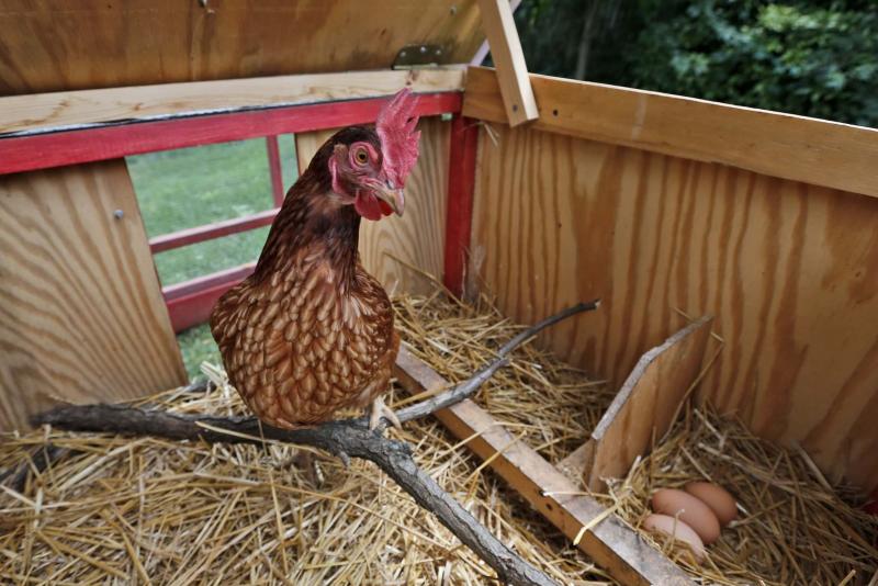 <p>Charles Dharapak / The Associated Press</p><p>More and more urban and suburban dwellers are deciding to put up a coop and try chicken farming. </p>