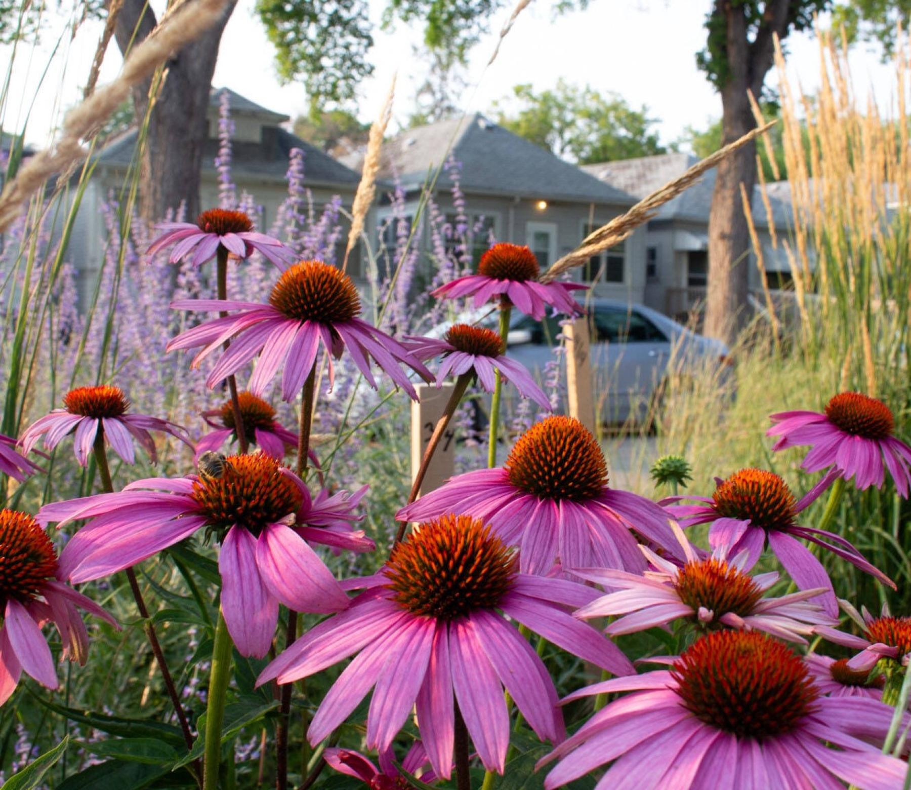  <p>Nik Friesen-Hughes photo</p>
                                <p>Looking for an echinacea you count on? Magnus coneflower keeps coming back if you plant it in lean soil.</p> 