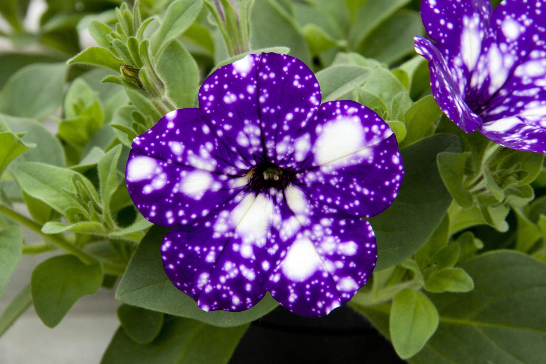  <p>Photos by Ball Horticultural</p>
                                <p>Still the one: Night Sky Petunia from Selecta One is the top-selling variety in the Sky series.</p> 