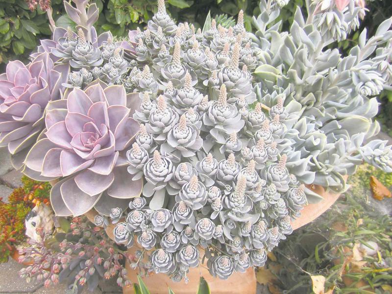 GARDENING: Create your own DESERT OASIS - Winnipeg Free Press Homes
