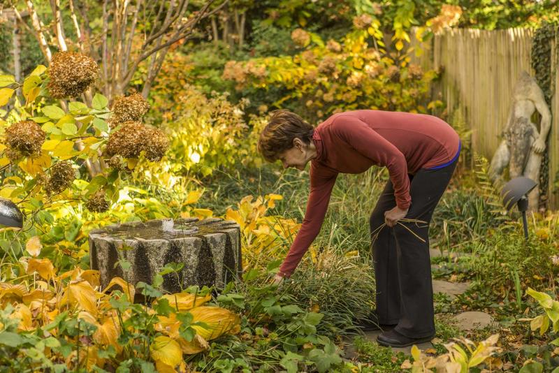 <p>April Greer / Washington Post</p><p>With a millstone-like fountain as its focal point, Barbara Downs&rsquo; garden in the Georgetown neighborhood of Washington, D.C., is full of native and other plants, and plenty of fall color.</p>
