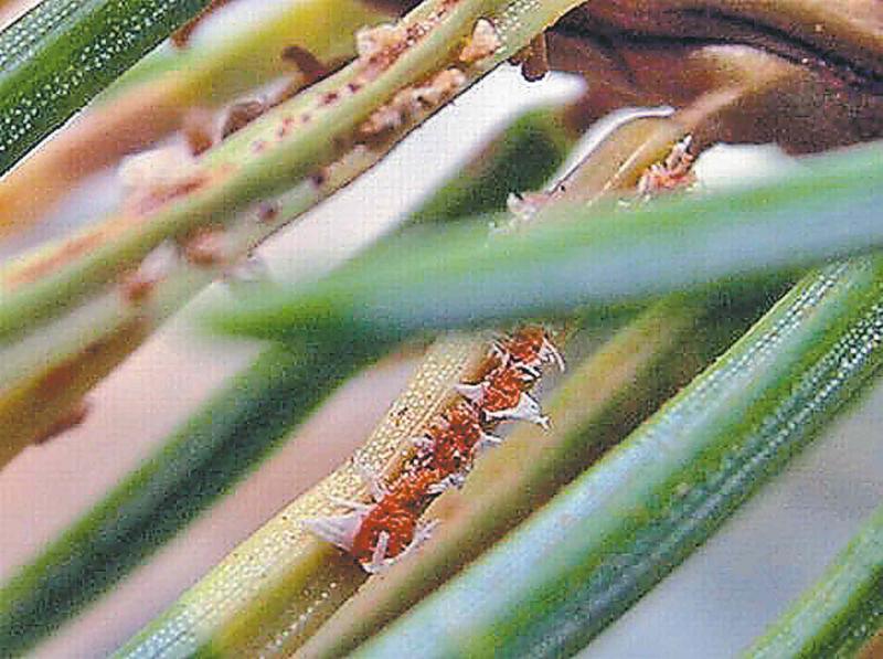 Exposed egg mass on spruce needle.