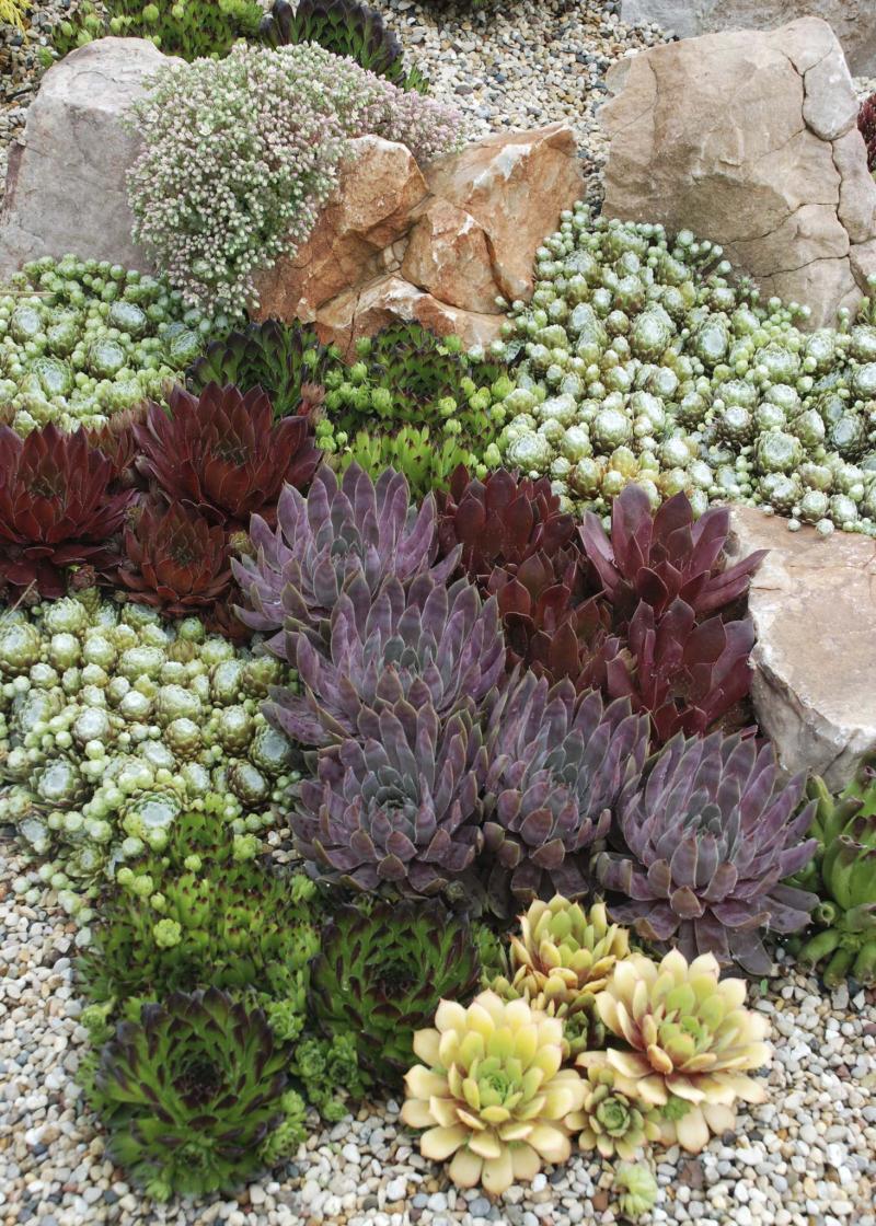 Colour's supporting role in flower beds - Winnipeg Free Press Homes