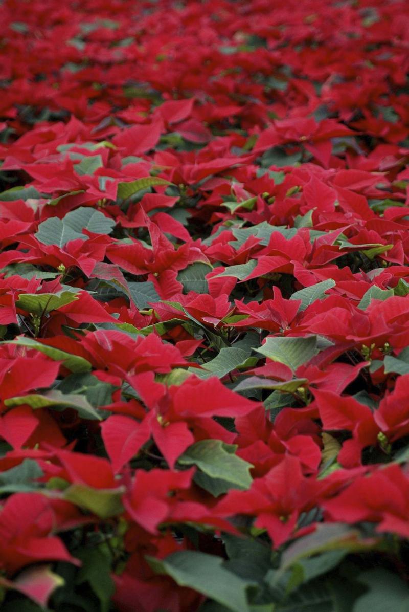 <p>Bruce Edwards / Edmonton Journal Files</p><p>Poinsettias love a cool window with half-day sun or filtered light. Water sparingly, allow drainage and avoid heat or drafts, too.</p>