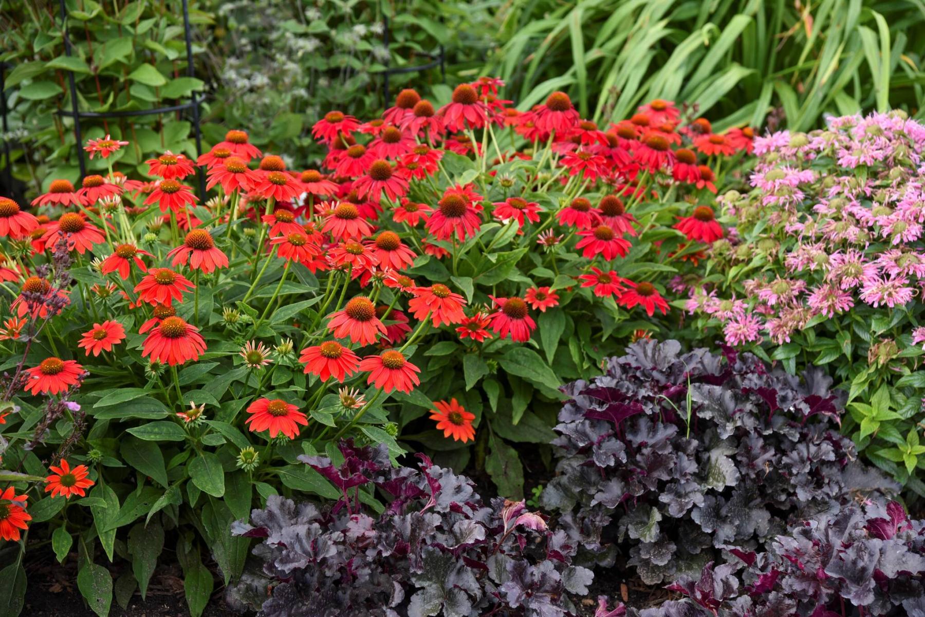  <p>Photos by Proven Winners</p>
                                <p>Compact Echinacea Summersong Firefinch coneflower brings a mix of warm colours to the front of the border.</p> 