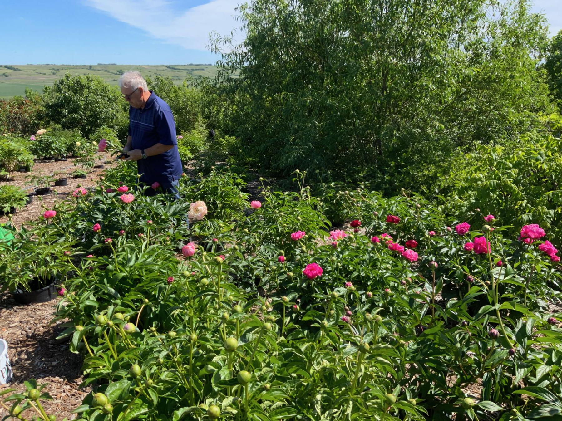  <p>Myra Froc photo</p>
                                <p>Gene Froc in his peony garden in the Qu&rsquo;Appelle Valley. Tender plants will be covered with an insulated construction tarp for the winter.</p> 