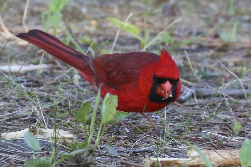<p>Christian Artuso</p><p>A rare sighting of a Northern Cardinal, a species of bird that has captivated residents near Bunn&rsquo;s Creek Centennial Park and Bergen Cutoff Bridge.</p></p></p></p>