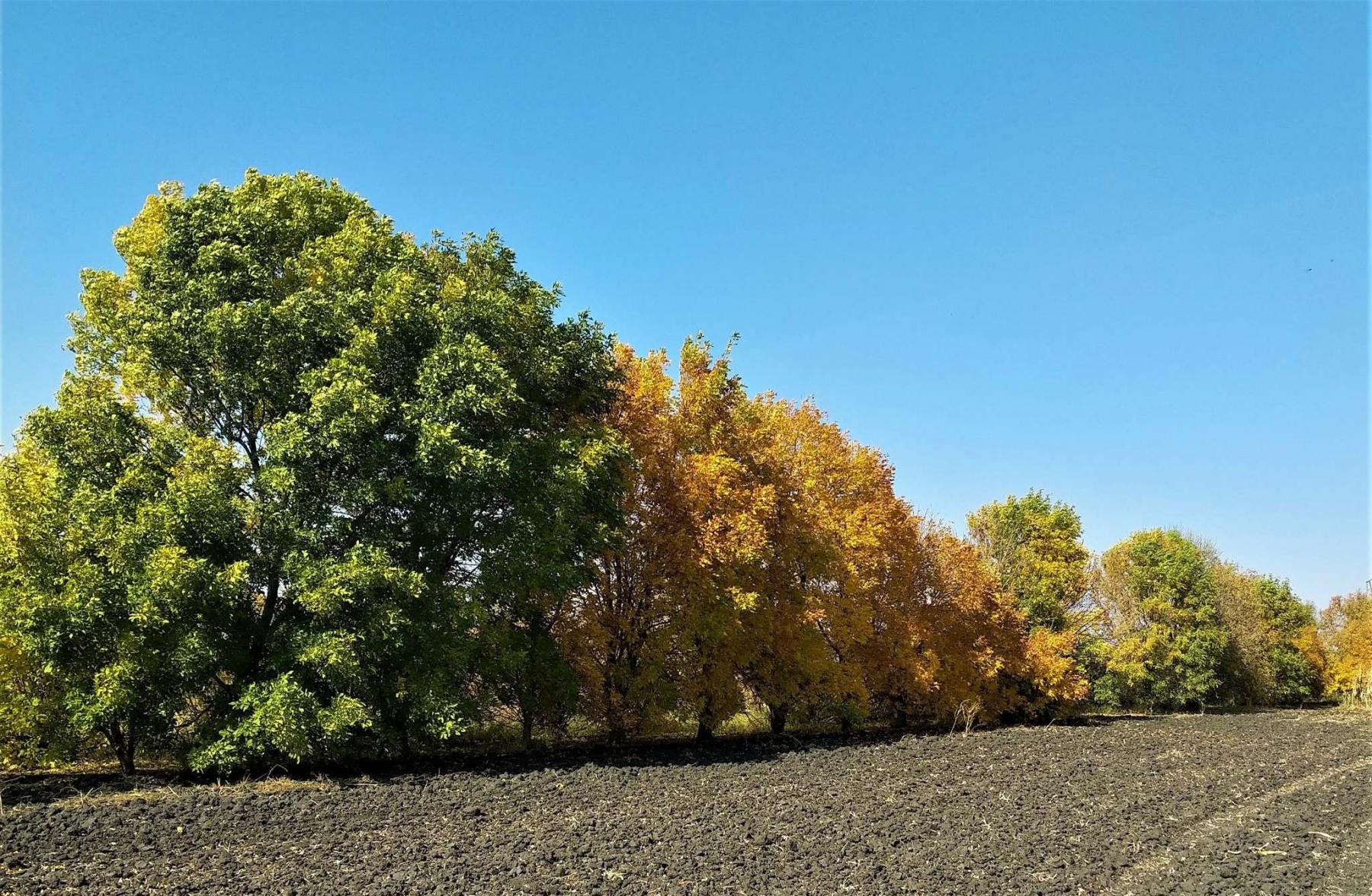 <p>Richard Warkentin photo</p><p>This shelterbelt consists of a monoculture of Green ash.</p>
