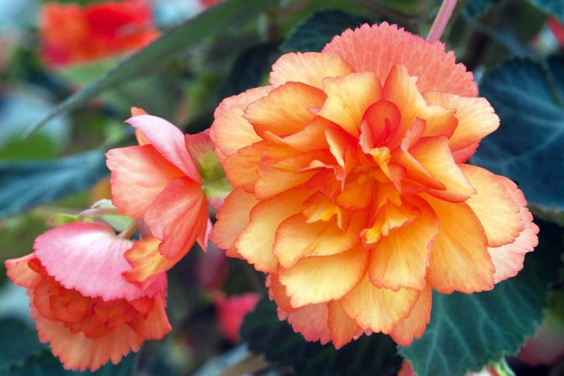 <p>Proven Winners</p><p>Light up a shady corner with Illumination Golden Picotee begonia. This cascading beauty has double, bicoloured blooms in luminous orange and gold.</p>