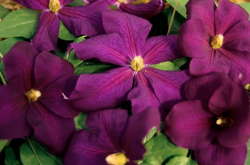Passionate Purples: Clematis jackmanii (above); below, Calicarpa bondinieri. 