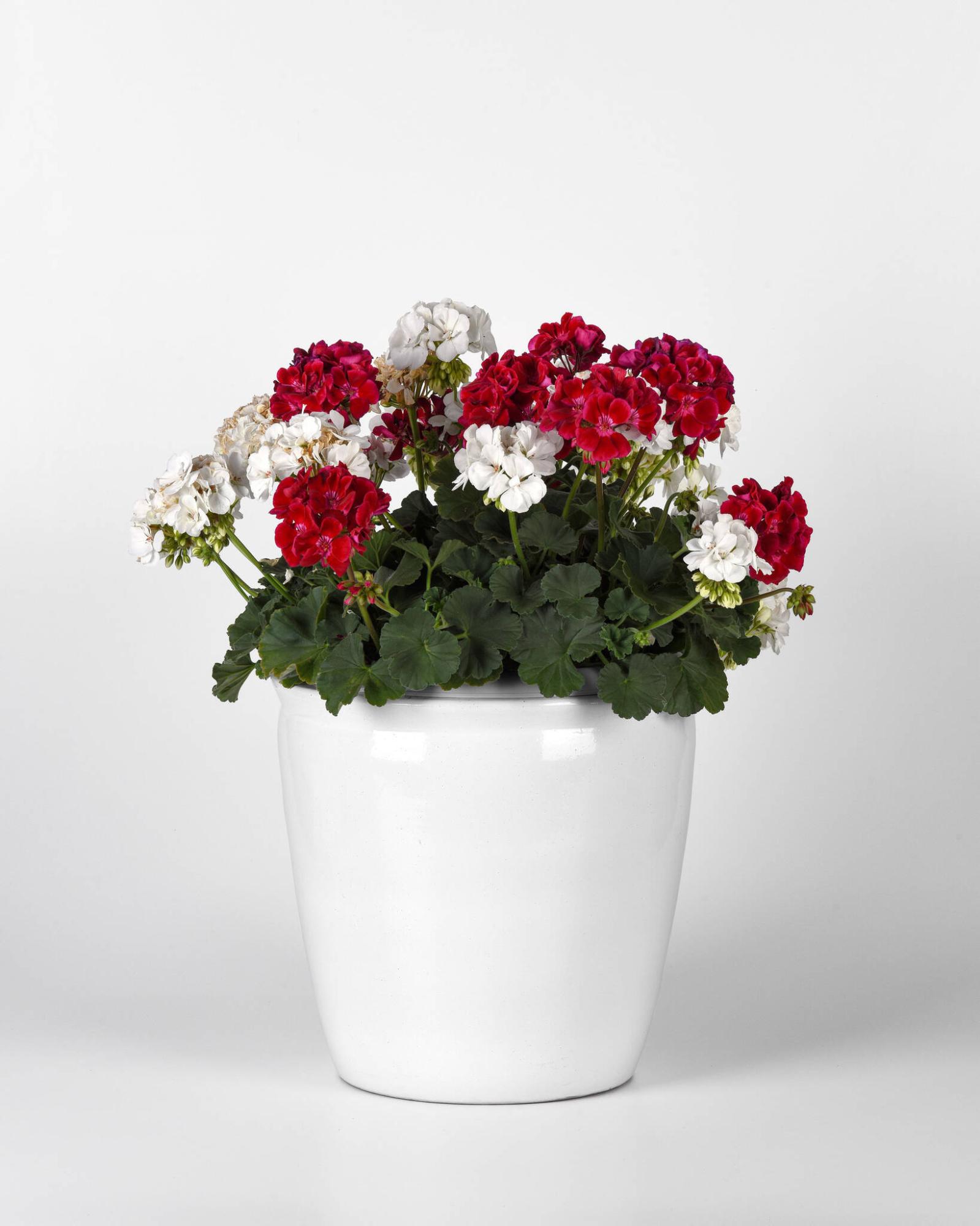  <p>Ball Horticultural photo</p>
                                <p>This classic combo features a white planter with red and white geraniums for summer-long colour and vitality.</p> 