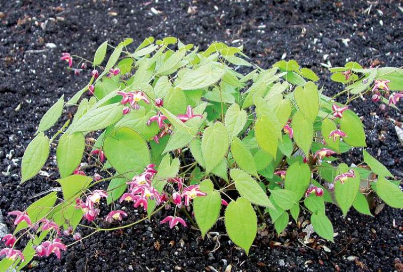 GARDENING Made in the dry and shade Winnipeg Free Press Homes