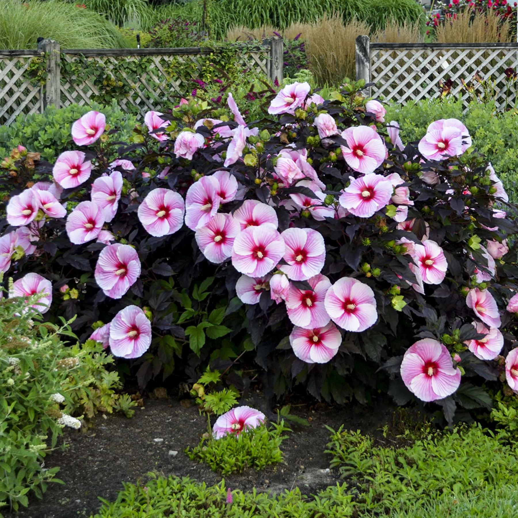 Rose Mallow S Time To Shine Winnipeg Free Press Homes