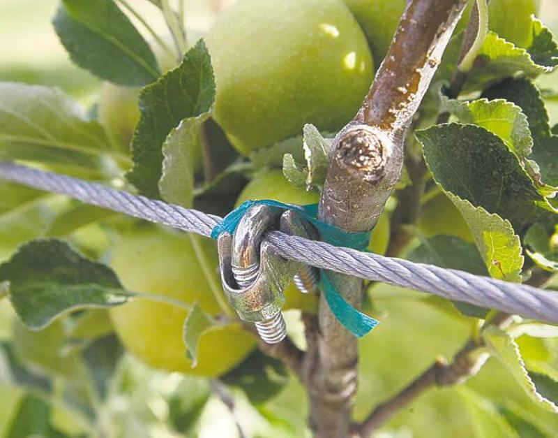 Grafting: Propagating by taking the stem or bud of one plant and joining it to the root or stem of another.