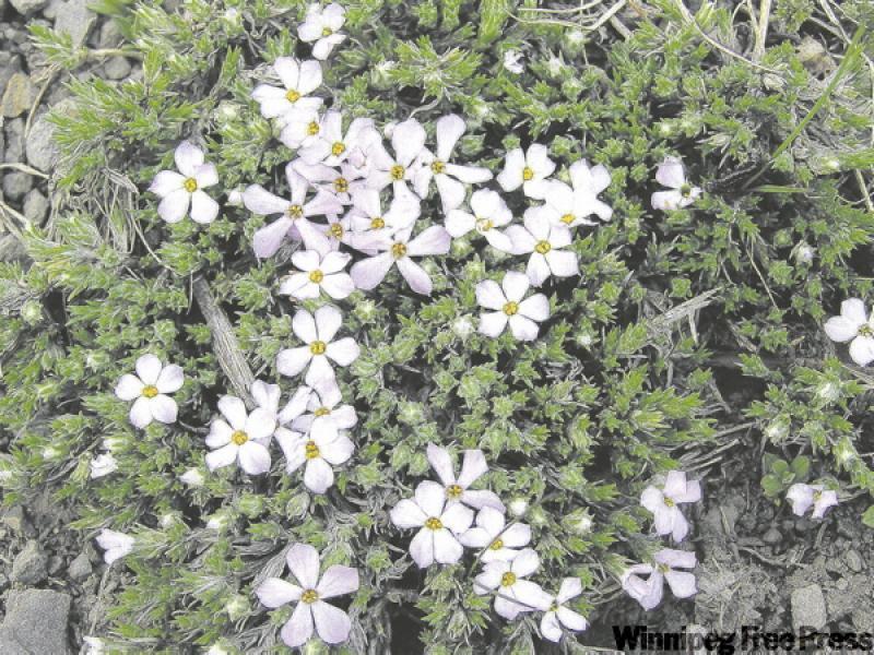 Moss Phlox