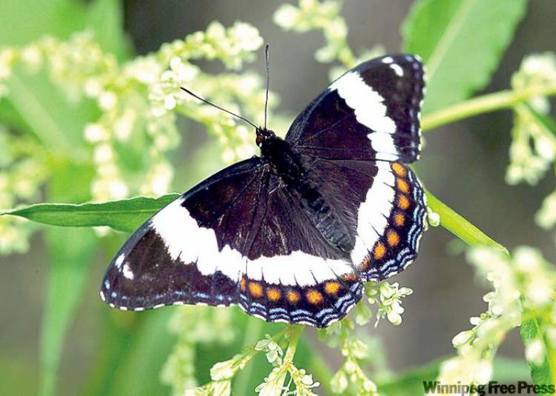 GARDENING Butterflies take flight Winnipeg Free Press Homes